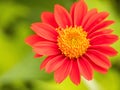 Red Mexican sunflower Tithonia rotundifolia is a species of flowering plant in the Asteraceae family on nature blurred