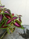 red miana leaves in the pot