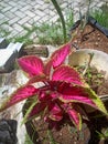 Red Miana Plant growth with beautiful at my garden