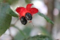 Red Mickey Mouse Flower, Ochna serrulata Royalty Free Stock Photo