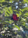 Red Mickey Mouse Flower, Ochna serrulata