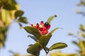 Red micky mouse flower and seed on tree or ochna kirkii oliv on blur nature background.