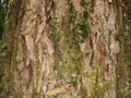 Red. Micro look of aspen tree bark. the bark of an old aspen tree. With traces of moss. Royalty Free Stock Photo