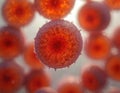 Red microscopic spherical cells, likely algae cysts, appear in detail. Show outer texture, internal features under lab Royalty Free Stock Photo