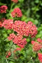 Red milfoil Royalty Free Stock Photo