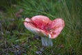 Red Milk mushroom. Edible mushrooms with excellent taste. Bio food