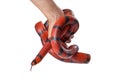 Red Milk Snake coiled around a hand