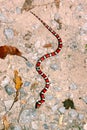 Red Milk Snake Illinois Wildlife Royalty Free Stock Photo