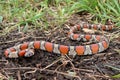 Red Milk Snake, Lampropeltis triangulum syspila Royalty Free Stock Photo