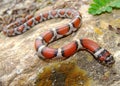 Red Milk Snake, Lampropeltis triangulum syspila