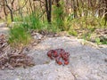 Red Milk Snake, Lampropeltis triangulum syspila Royalty Free Stock Photo