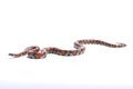 Red milk snake, Lampropeltis triangulum syspila Royalty Free Stock Photo