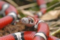 Red Milk Snake Portrait Royalty Free Stock Photo