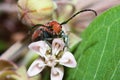 The Red Milkweed Beetle Royalty Free Stock Photo