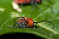 Red Milkweed Beetle Royalty Free Stock Photo