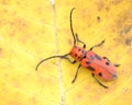 Red Milkweed Beetle Royalty Free Stock Photo