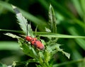 Red Milkweed Beetle crawling on plant Royalty Free Stock Photo