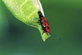 Red Milkweed Beetle 22124 Royalty Free Stock Photo