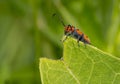 Red milkweed beetle Royalty Free Stock Photo