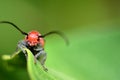 Red Milkweed Beetle Royalty Free Stock Photo