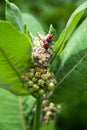 Red milkweed beetle Tetraopes tetrophthalmus atop milkweed buds Royalty Free Stock Photo