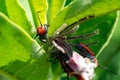 Red Milkweed Beetle Tetraopes tetrophthalmus in the family Cerambycidae on leaves of Common Milkweed, Asclepias syriaca. Royalty Free Stock Photo