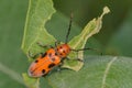 Red Milkweed Beetle - Tetraopes tetrophthalmus Royalty Free Stock Photo