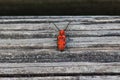 Red Milkweed beetle on a wooden bench close up view Royalty Free Stock Photo