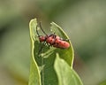 Red milkweed beetles mating on leaf Royalty Free Stock Photo