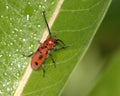Red Milkweed Bug Royalty Free Stock Photo