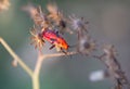 Red milkweed bugs Oncopeltus sp. Lygaeidae ,The child of the insect sticks to the flower against the blurred background