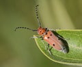 Red Milkweed Longhorn Beetle Royalty Free Stock Photo