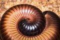 Red millipede Diplopoda curled up into a ball Royalty Free Stock Photo