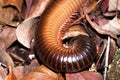 Red millipede Diplopoda curled up into a ball Royalty Free Stock Photo