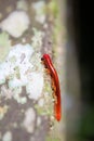 Red millipede in Gunung Mulu national park