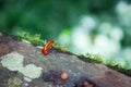 Red millipede in Gunung Mulu national park