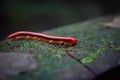 Red millipede in Gunung Mulu national park Royalty Free Stock Photo