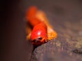 Red Millipede in Gunung Mulu