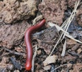 Red millipede natural Royalty Free Stock Photo