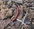 Red millipede natural Royalty Free Stock Photo