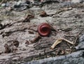 Red millipede roll Royalty Free Stock Photo
