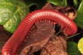 Red Millipedes