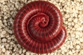 Red Millipedes