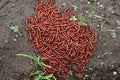 Red millipidae, Trigoniulus Corallinus, group of millipedes in Farm. This happens in the month of June, July in forests and hilly