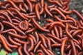 Red millipidae, Trigoniulus Corallinus, group of millipedes in Farm. This happens in the month of June, July in forests and hilly