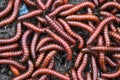 Red millipidae, Trigoniulus Corallinus, group of millipedes in Farm. This happens in the month of June, July in forests and hilly