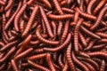 Red millipidae, Trigoniulus Corallinus, group of millipedes in Farm. This happens in the month of June, July in forests and hilly