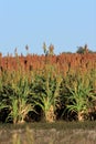 Red Milo ready for Harvest with blue sky in Kansas in the fall out in the country.