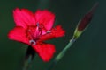 Red mini carnation- Marigolds Dianthus deltoides, small flowers of richly flowering carnation Royalty Free Stock Photo