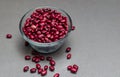 Red mini kidney beans measured in cup Phaseolus vulgaris Royalty Free Stock Photo